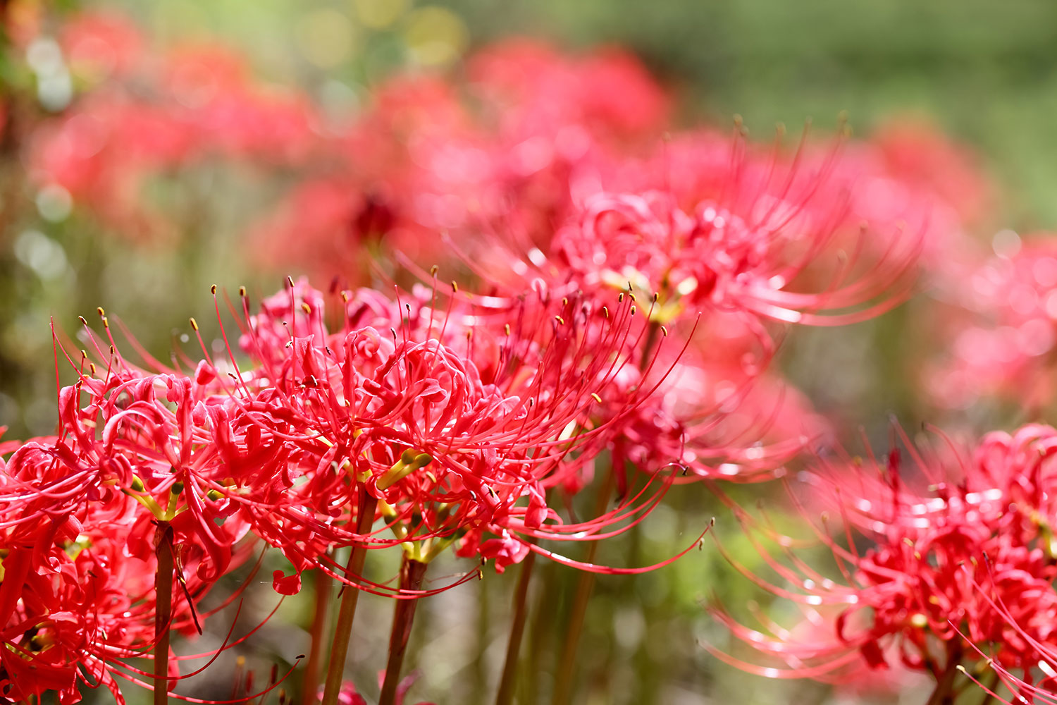 red-spider-lily | Liminal Dreaming